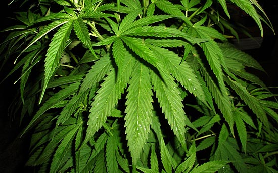 4473_cannabis.jpg (60.52 Kb)
