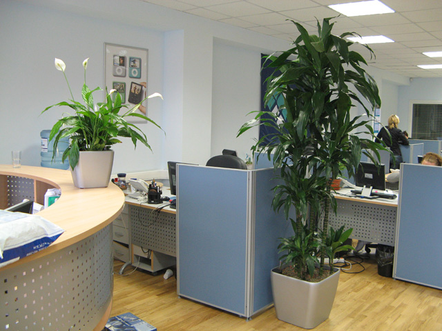 cvety-v-ofise.jpg (125.42 Kb)