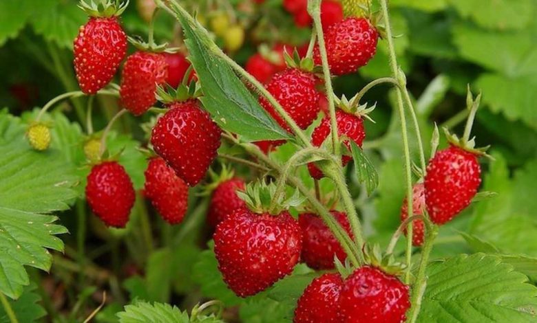 2007_sunycya-780x470_95032d88.jpg (70.19 Kb)