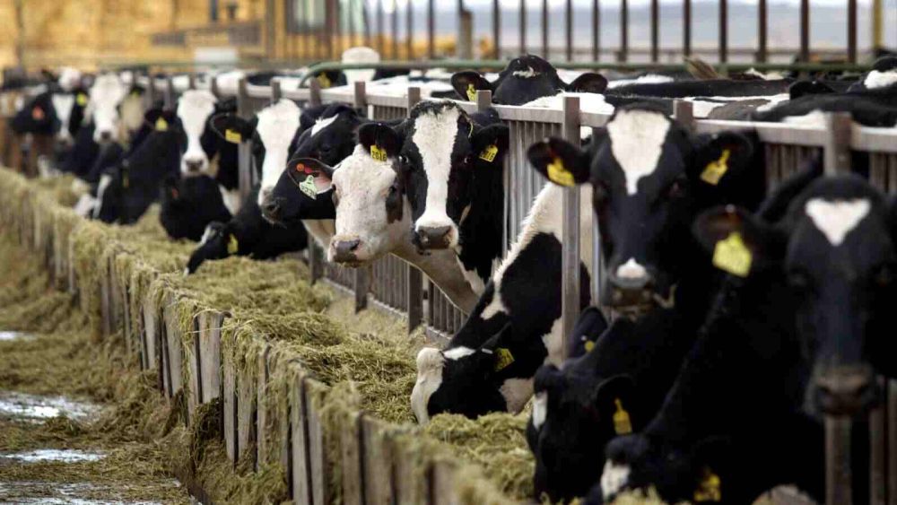2070_cow-ferms_e63056ec.jpg (93.26 Kb)