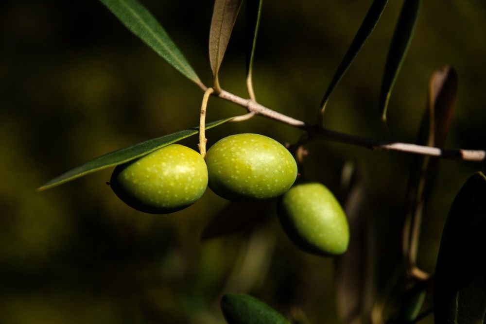 2412_olives-1955275_1280-1170x780_53442738.jpg (44.01 Kb)