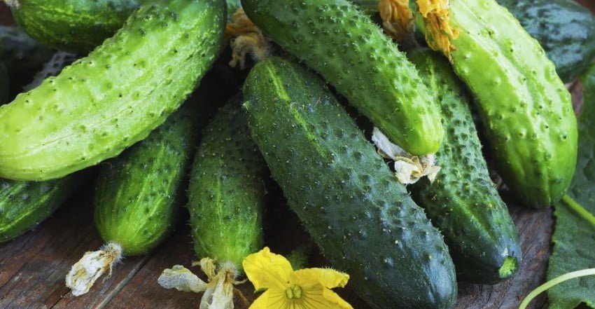 68_ogirki-36065_7dd7bb.jpg (80.79 Kb)