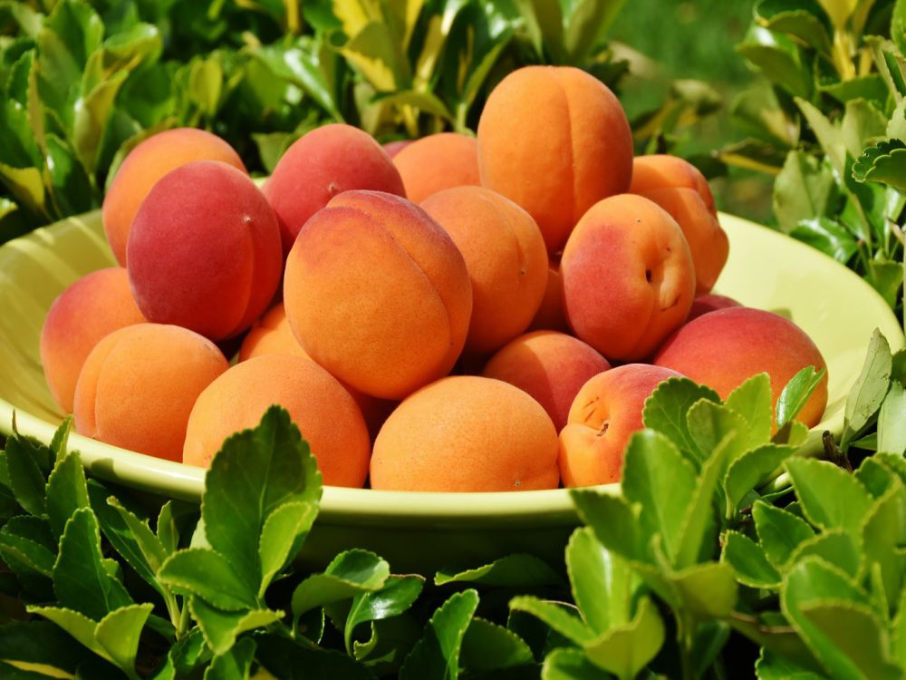 6197_apricots_1522680_19200_c533b7c2.jpg (104.53 Kb)
