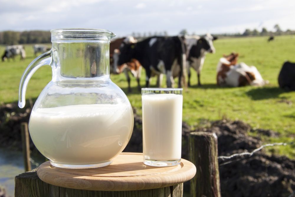 9260_milk_production_d11253ed.jpg (72.2 Kb)