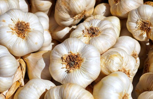 0643_6d60b0c-1dee658-garlic-1-.jpg (56.39 Kb)
