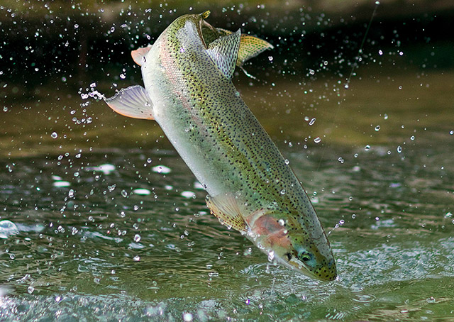 6299_rainbow_trout1.jpg (164.65 Kb)