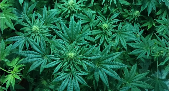 9662_1542100732_marijuana-1114713_1280.jpg (139.88 Kb)