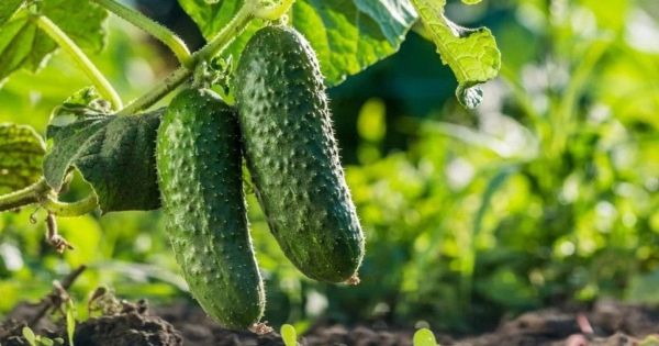 d4b581ce2fd38bd08f3a6ad3e5c73274.jpg (41.12 Kb)